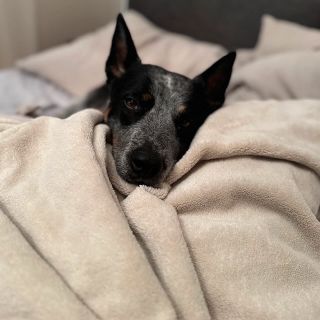 Naše zimní deka Aesthetic z luxusního hebkého mikroplyše , je silně návyková :) #mikroplysovadeka #zimnideka #hrejivadeka...